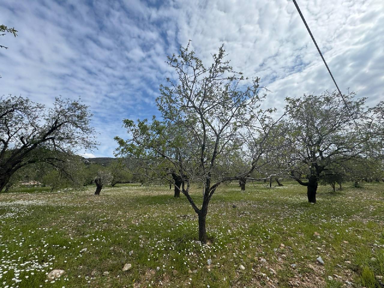 Mevsimin ilk çağlası toplandı: Bir kilo kıyma fiyatına satılıyor
