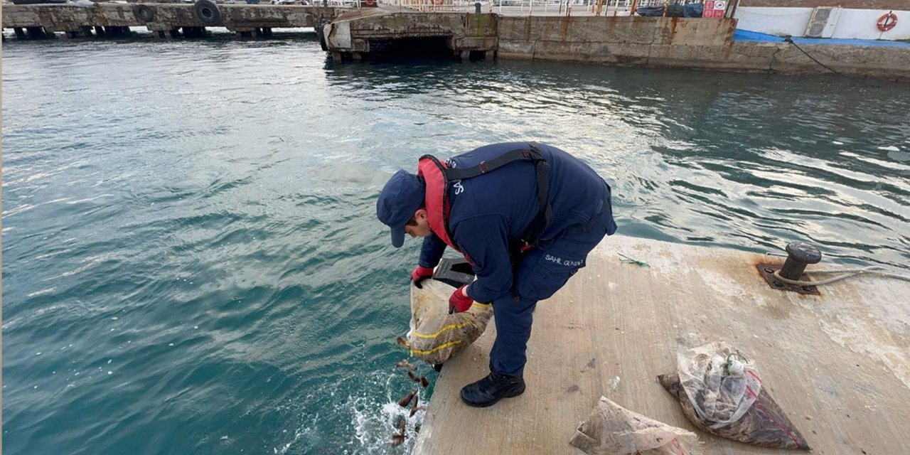 Bozcaada'da 19 çuval deniz patlıcanı ele geçirildi: Deniz patlıcanı nedir?