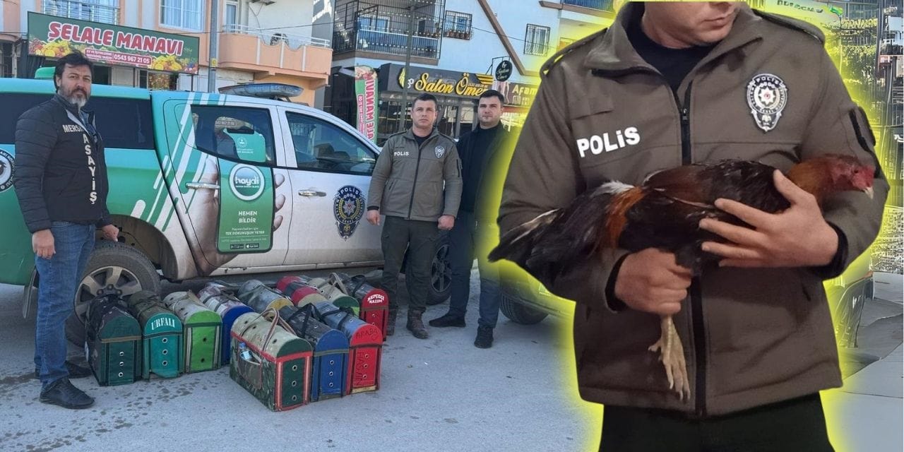 Horoz dövüştürenlere 1 milyon 194 bin TL ceza