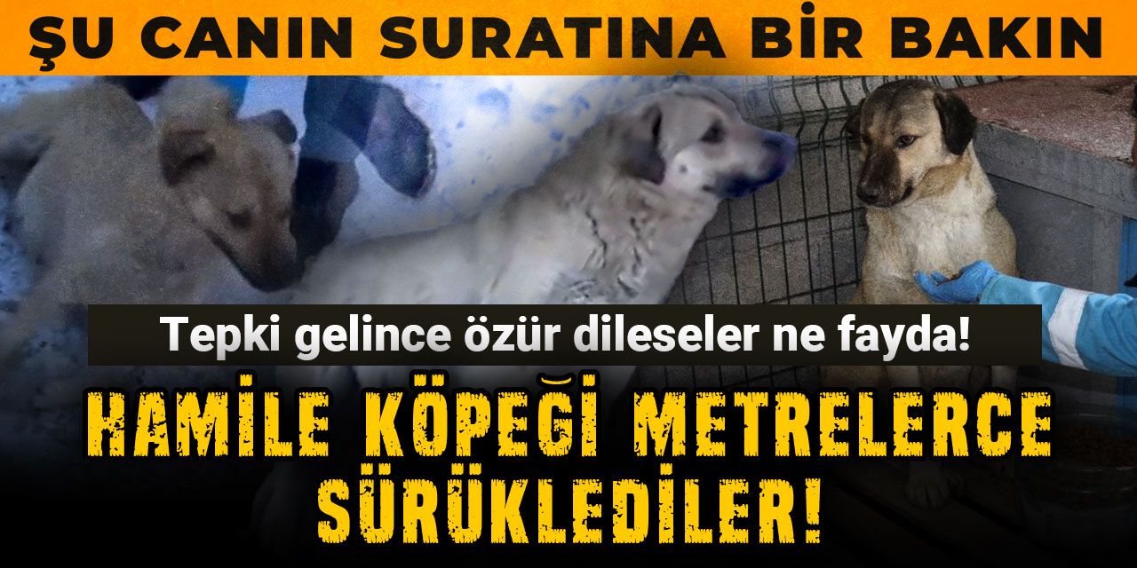 Hamile köpeği metrelerce sürüklediler! Tepki gelince özür dileseler ne fayda! Şu canın suratına bir bakın