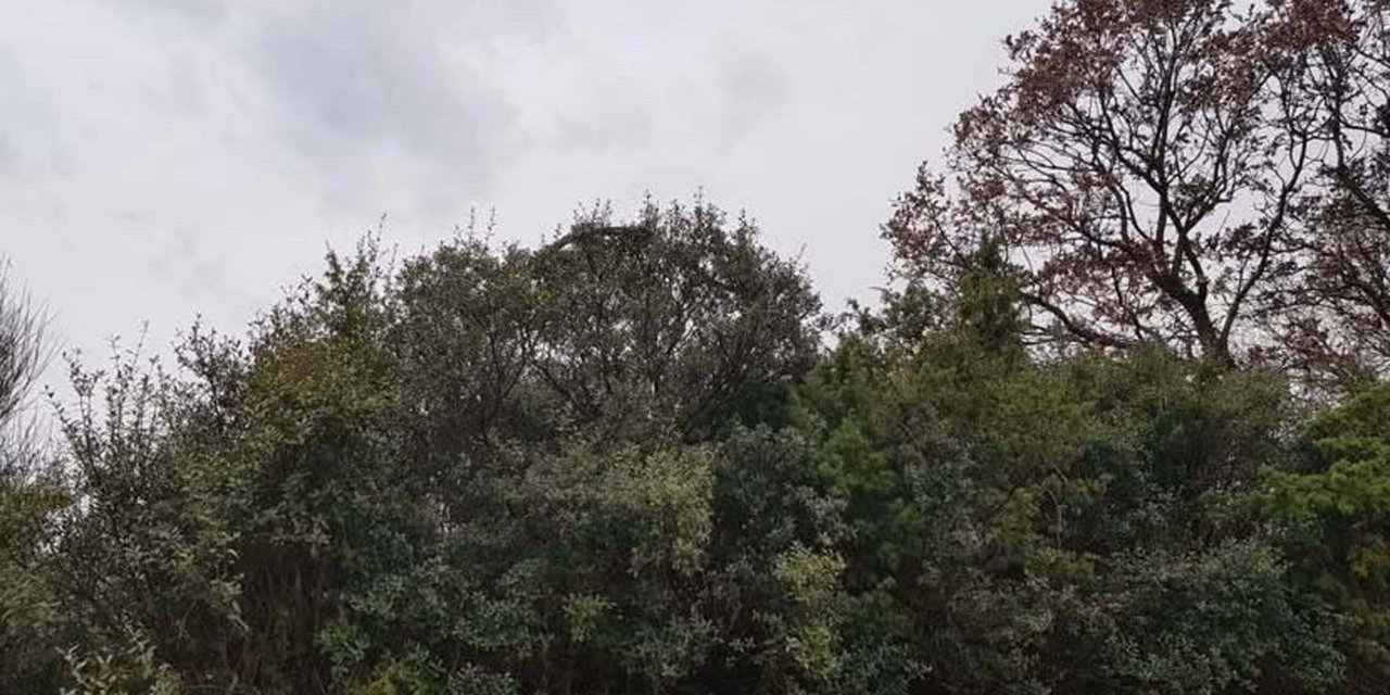 Çanakkale'de tarladan dönerken karşısına çıktı: Çok korktum! Böyle bir şey görmedim