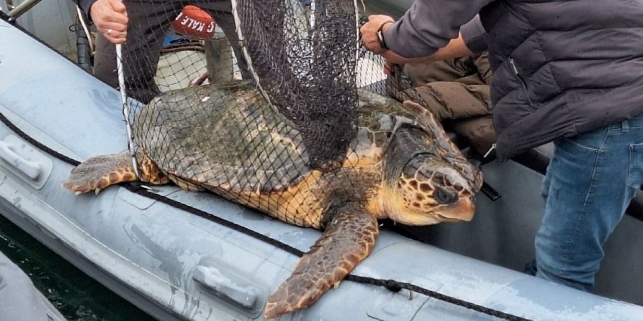 Çanakkale'de 150 kiloluk caretta caretta kurtarıldı