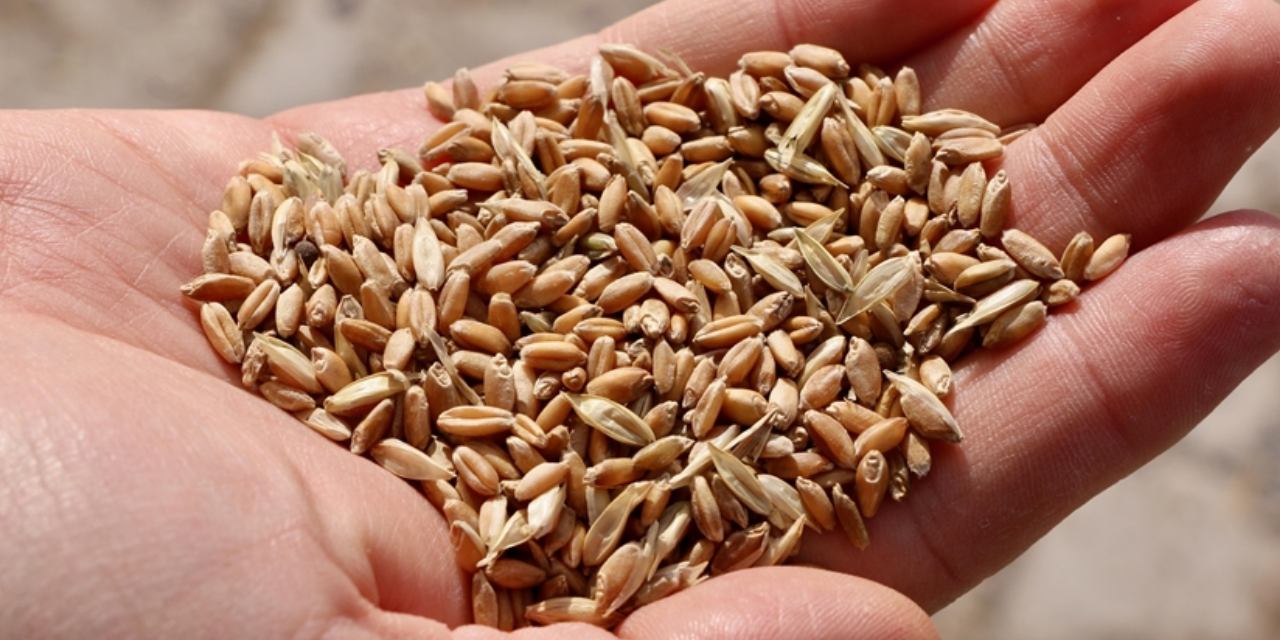 300 markette ata tohumu satışı başladı