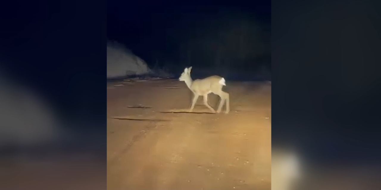 Aman aman şu güzelliğe bakın! Karacanın asilliği göreni büyüledi