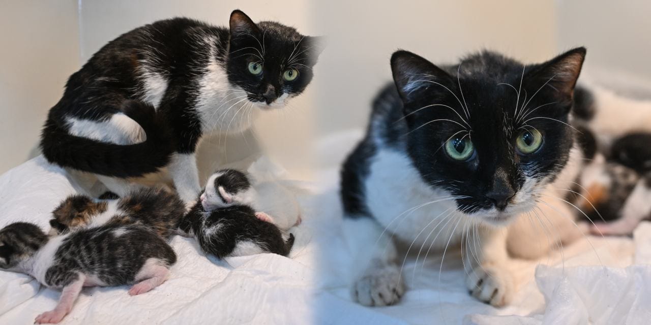 Vicdansızlar hamile kediyi kara kışta kapının önüne koydu! Bir insan çıktı da kurtuldular