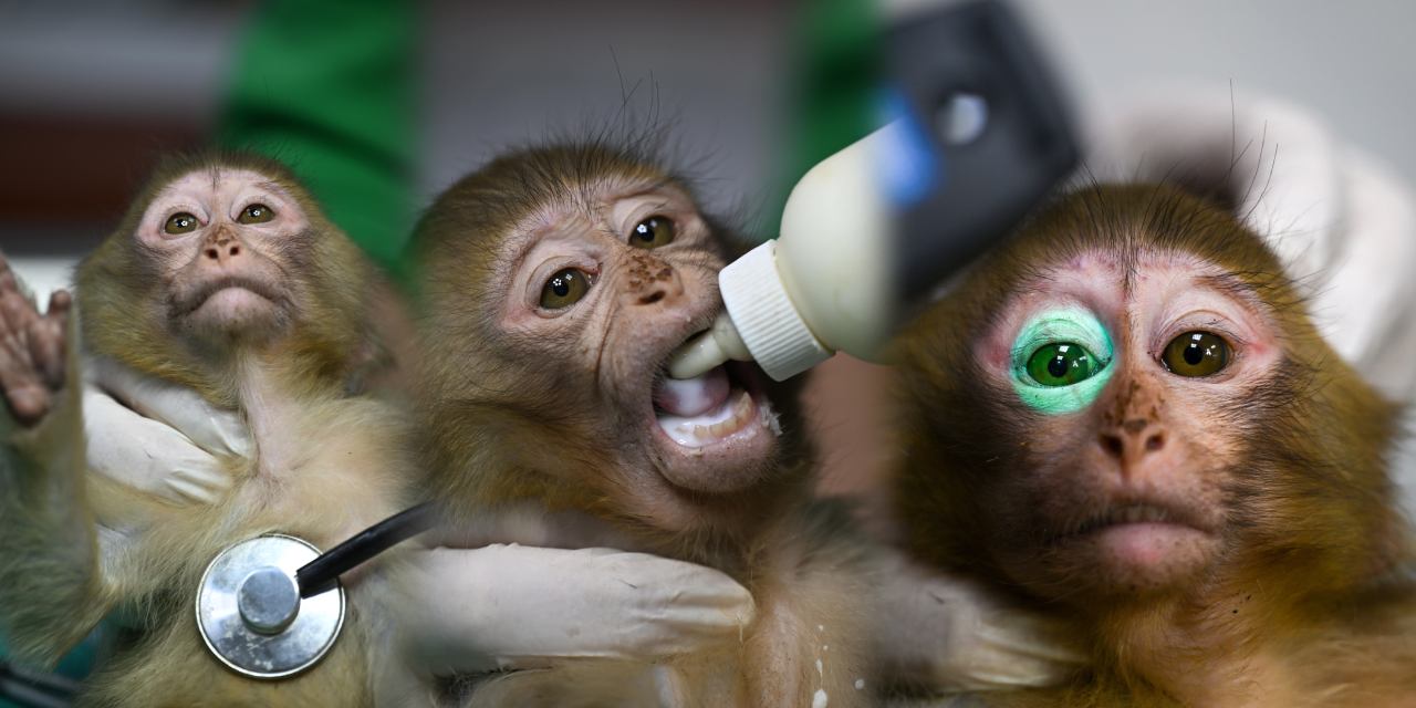 Şırnak'ta yakalanan yavru maymunlar Gaziantep'e yerleştirildi