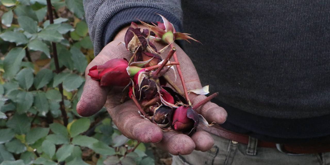 8 Mart için hazırlanan kırmızı gülleri soğuk vurdu