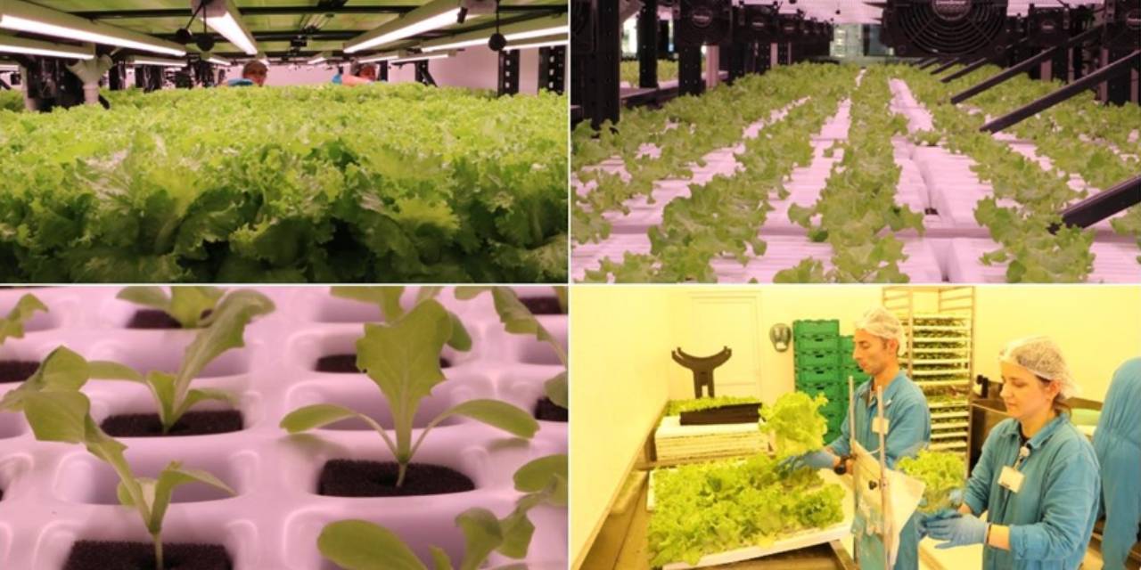 Tekstil fabrikasında topraksız tarımla marul yetiştiriyor