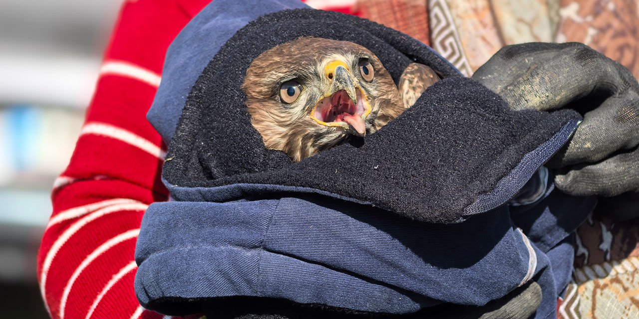 Mevsimlik işçilerin bulduğu yaralı şahin, tedaviye alındı
