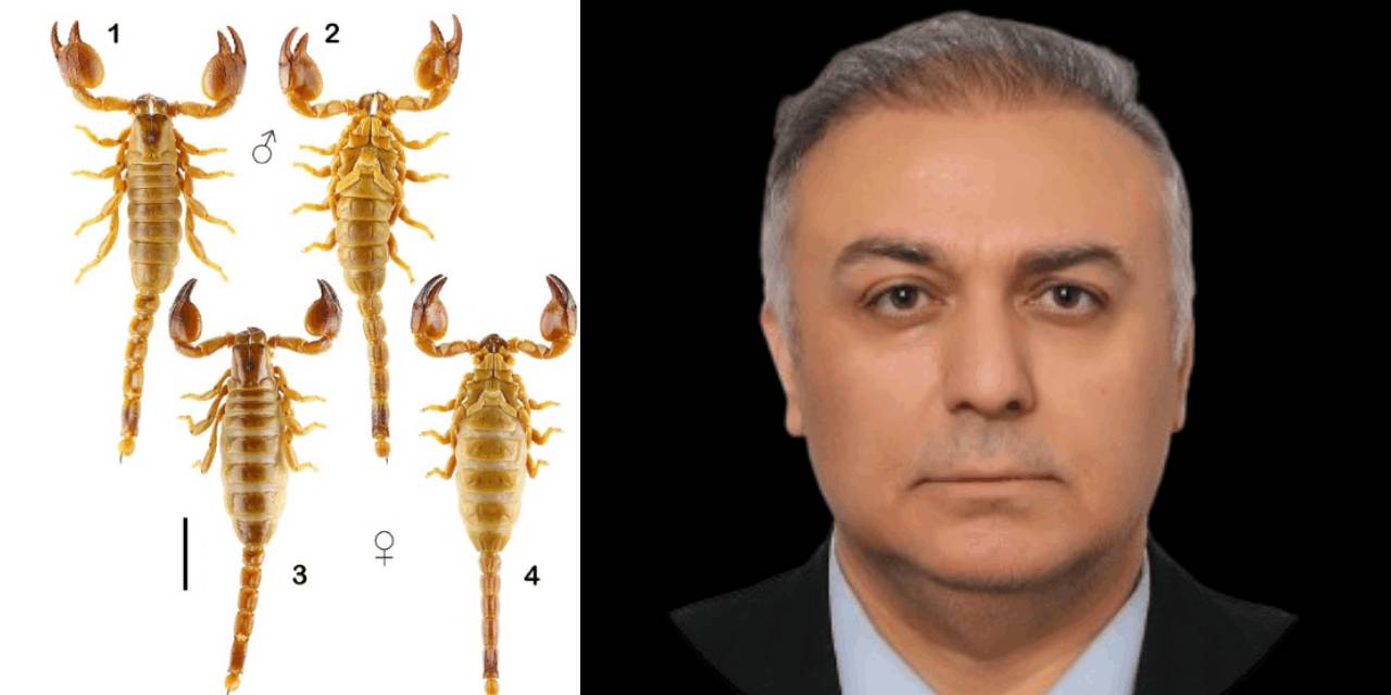 Keşfettiği örümceğe soyadını verdi: Onun adı artık 'Karakurdi'