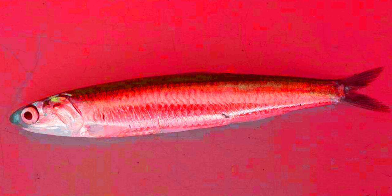 Hamsi bile cep yakıyor: Üstelik Karadeniz'de!