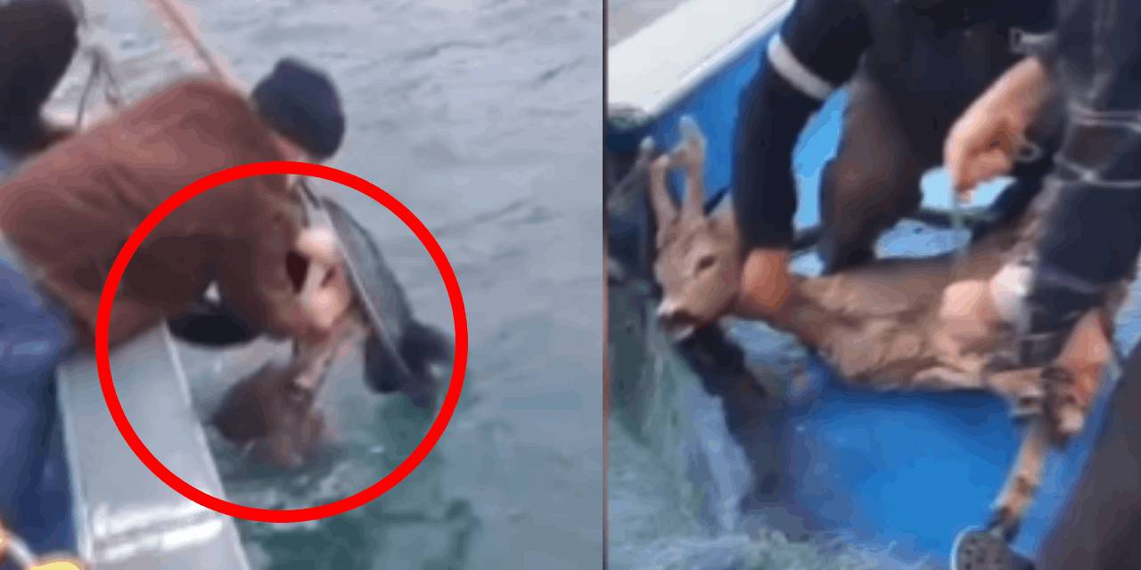 Denizden balık değil yavru karaca çıktı