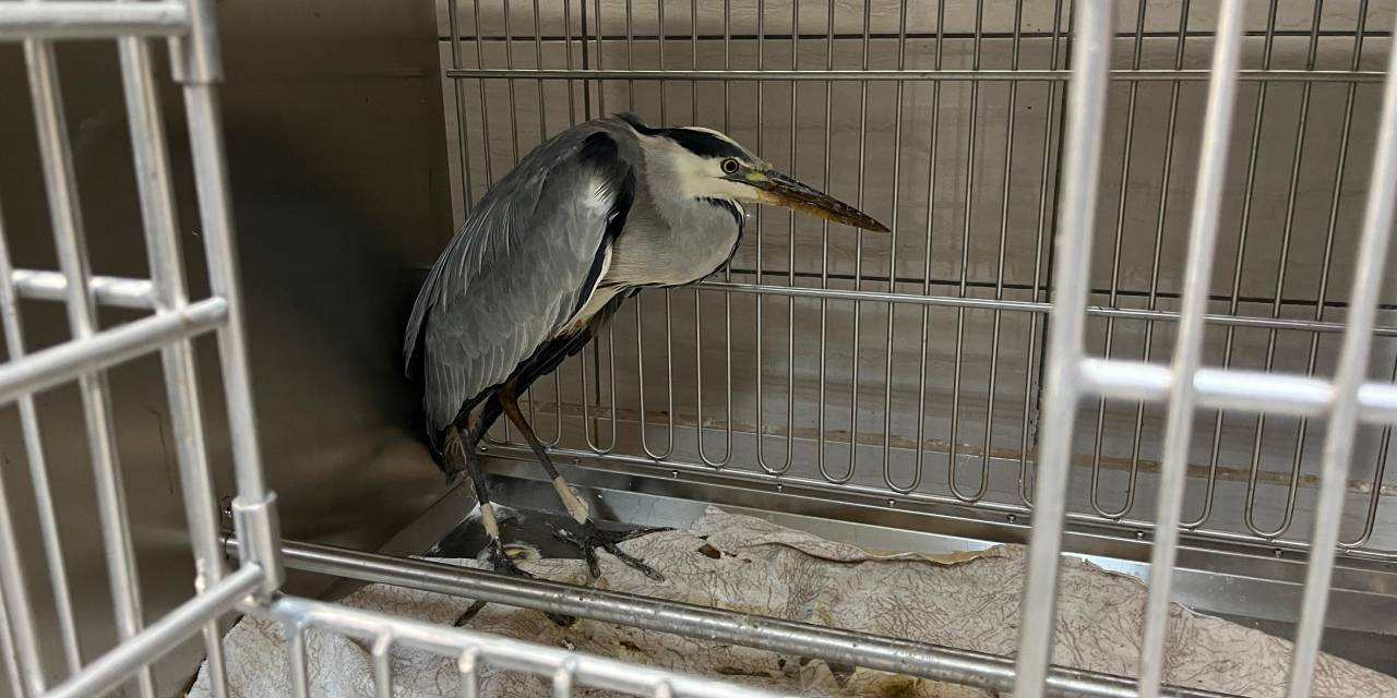 Afyonkarahisar'da 13 kuş doğaya salındı: Her yıl...