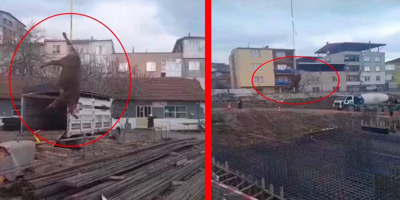 Binayı yaptınız da boğanın suçu ne? Böyle vahşet görülmedi!