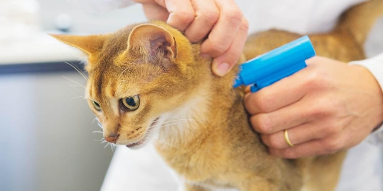 Bakanlık son tarihi verdi: Evcil hayvanı olanlara yeni zorunluluk