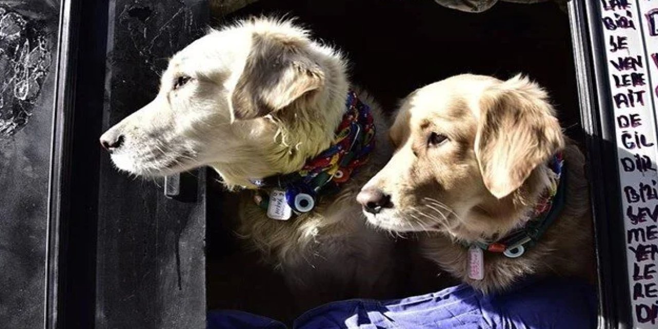 Evcil hayvanlar için son gün 31 Aralık