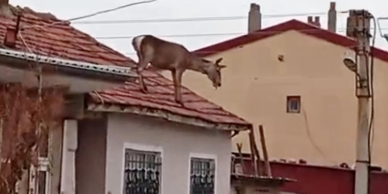 Ölmemek için köpeklerden kaçıp çatıya sığındı, bu kez de çatıdan düşüp öldü