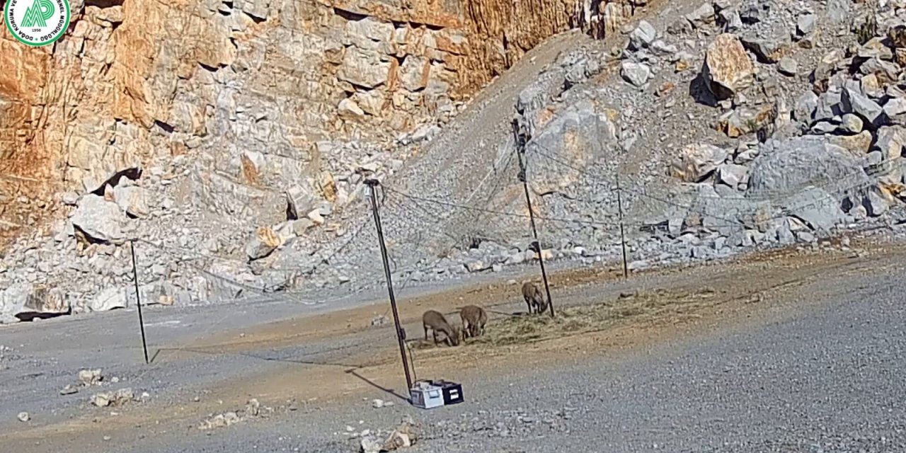 Afyonkarahisar'da keçi heyecanı