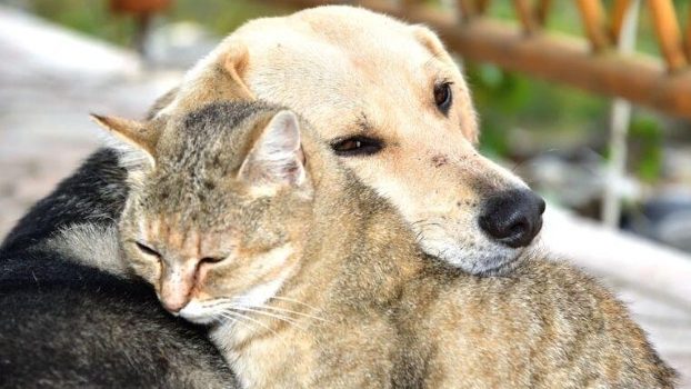 İstanbul'un sokak hayvanları 7/24 onlara emanet