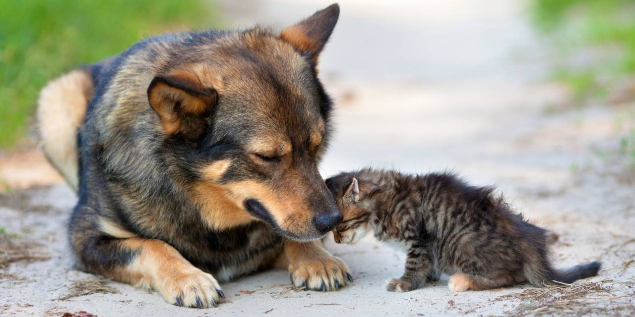 İstanbul Valiliği'nden sokak hayvanları genelgesi