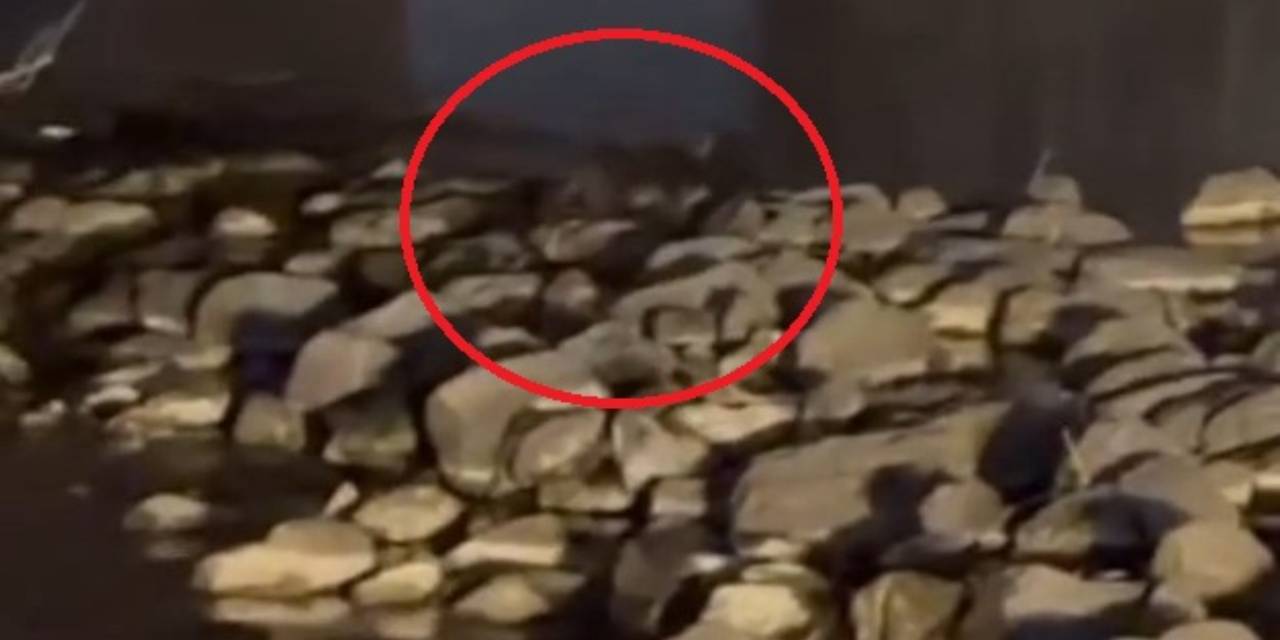 Diyarbakır'da 3 tane birden görüldü