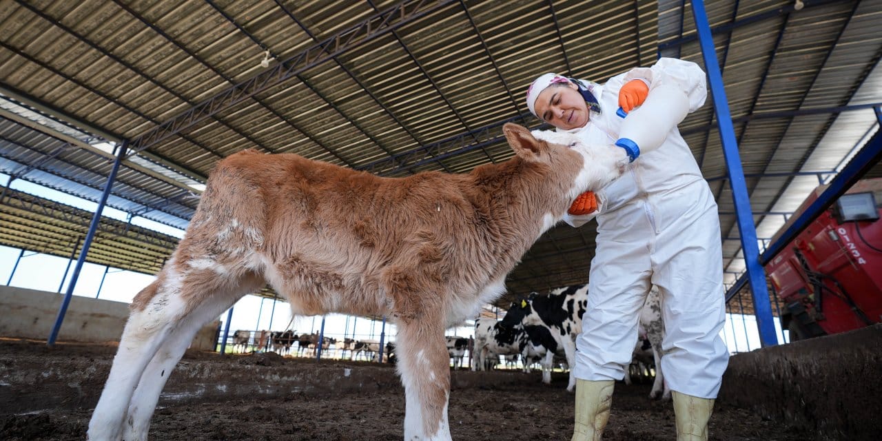 Eşi 3 kez iflas etti ama hayalleri iflas etmedi! Bir el arabası ve 20 hayvanla başladı iş kadını oldu