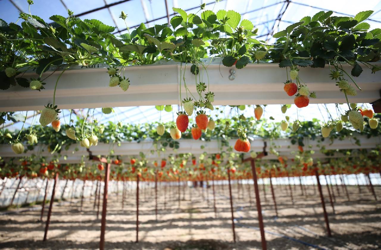 İki kadın el ele verip yerde değil gökte yetiştirdi