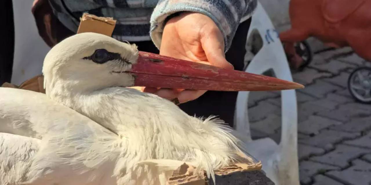 Vurulmuş halde bulunan leylek koruma altına alındı