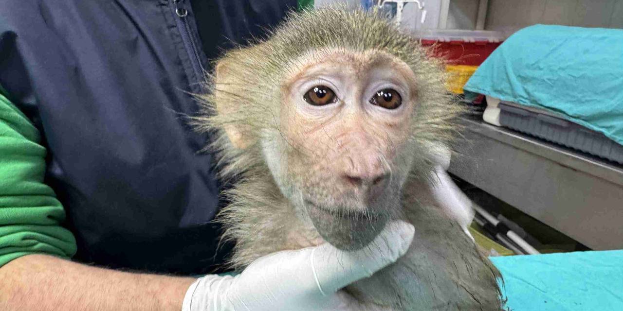 Elazığ'da bulunan yavru babun Gaziantep'e getirildi