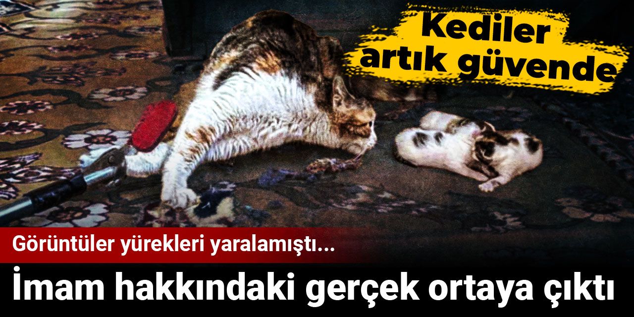 Görüntüler yürekleri yaralamıştı... Kediler artık güvende imam hakkındaki gerçek ortaya çıktı