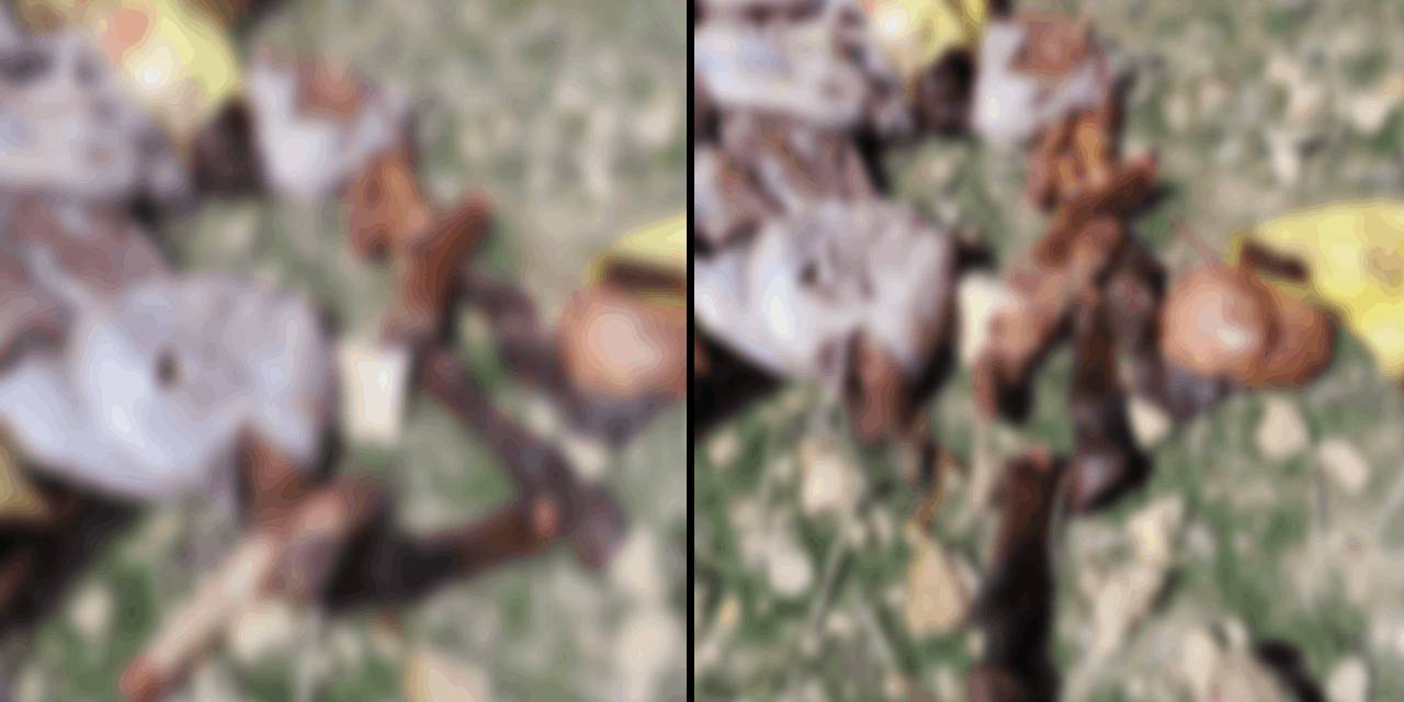 Ramazan ayında at ve eşek yedireceklerdi: Gözaltına alındı