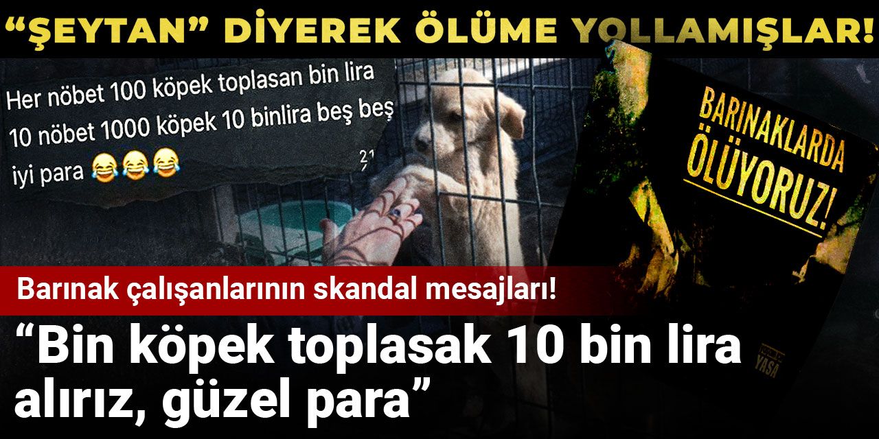 Köpekleri “Şeytan” diyerek ölüme yollamışlar! Köpek başına 10 lira almışlar