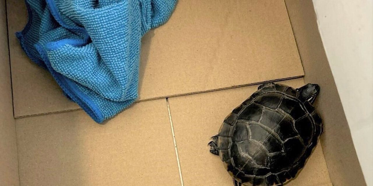 Havalimanında akıl almaz olay: İç çamaşırından kaplumbağa çıktı