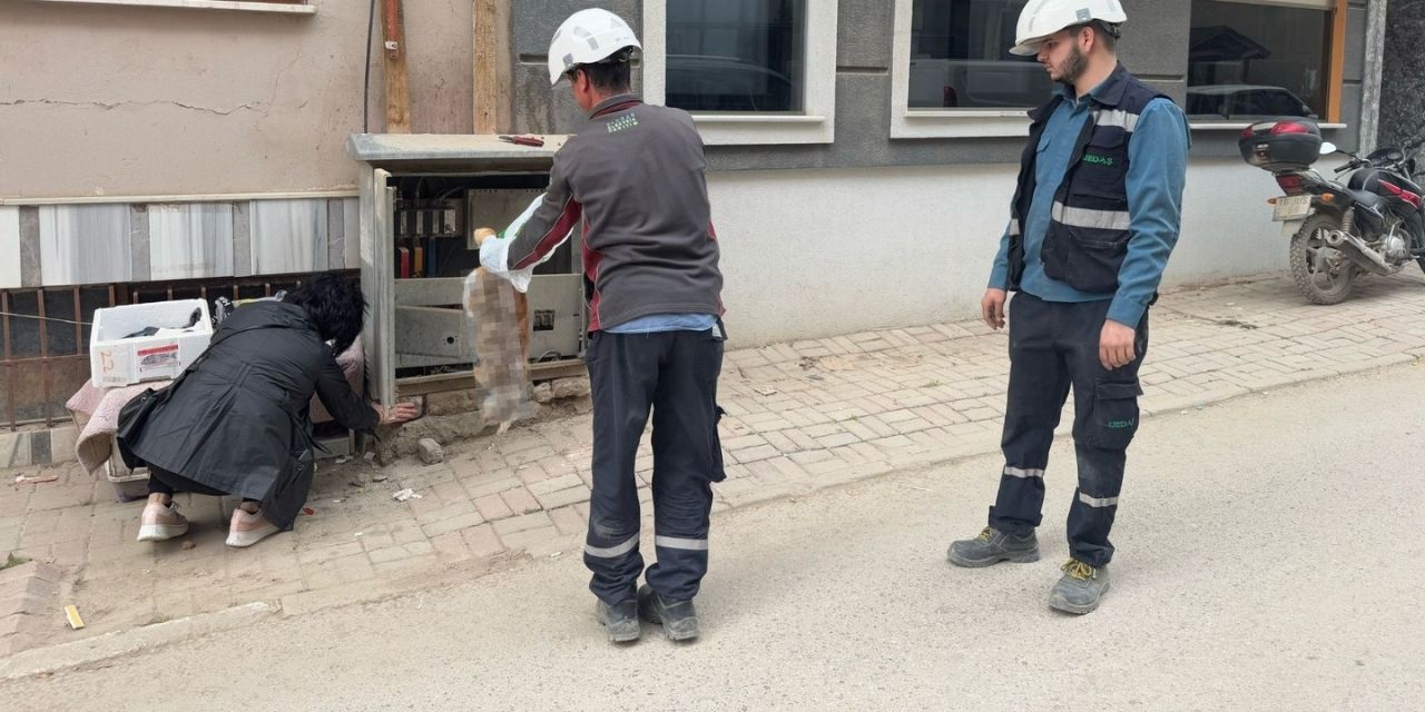 Trafoda ihmal kedinin canına mal oldu