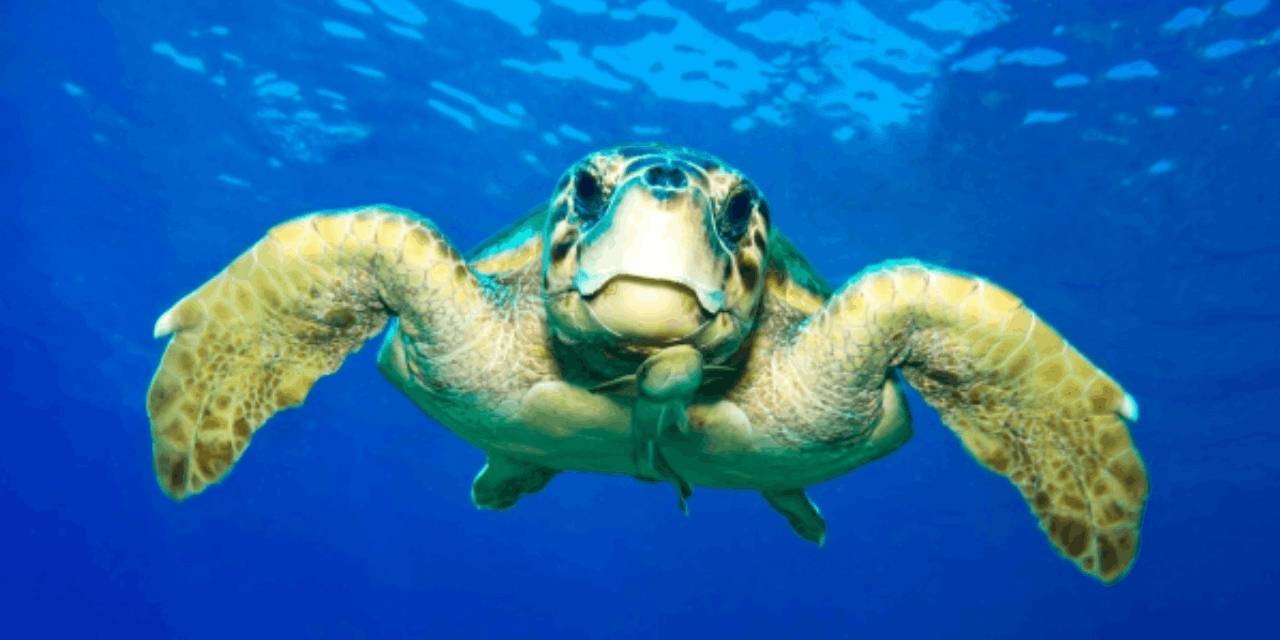 "Çiftleşen kaplumbağaları görebilirsiniz: Rahatsız etmeyin!"