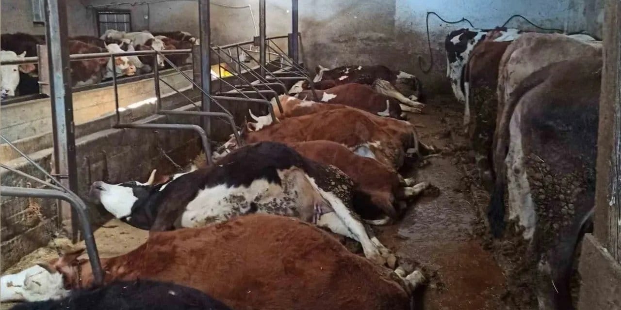 Ahıra girince dondu kaldı: 11 inek yerde boylu boyunca hareketsiz yatıyordu