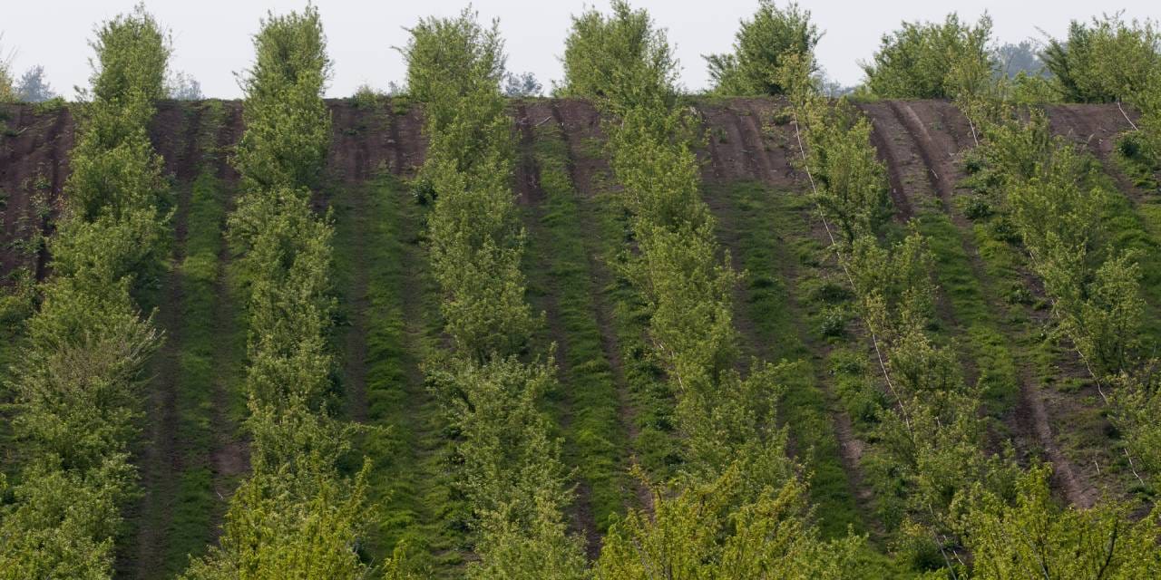 Mersin'de hasadı başladı: Kilosu 2 bin 250 TL'den kapışıldı