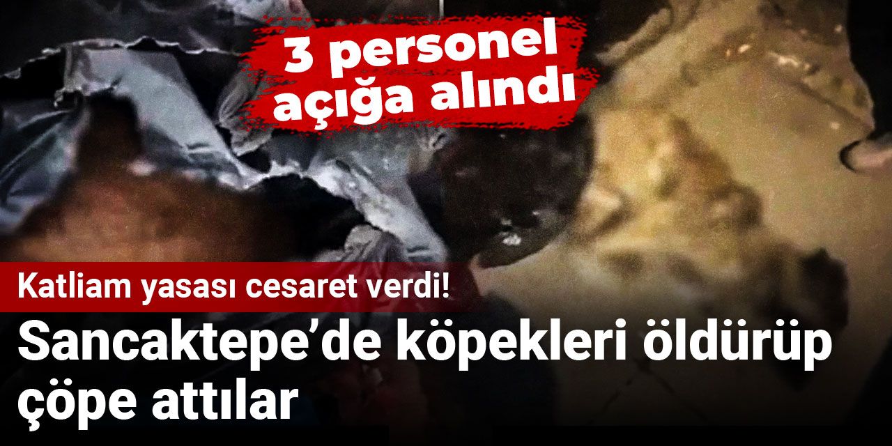 Katliam yasası cesaret verdi! Sancaktepe’de köpekleri öldürüp çöpe attılar