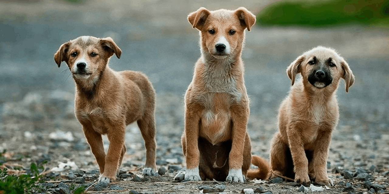 Son dakika | Ali Yerlikaya'dan sokak hayvanları açıklaması
