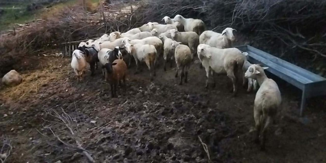 Tokat'ta koyuna eziyet eden kişi hakkında yeni gelişme