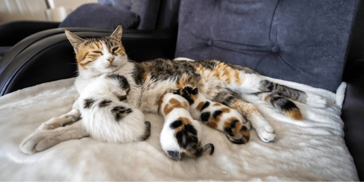 Türkiye'nin gündemine oturan kedi ve yavruları artık sahipli: İsimleri de koyuldu