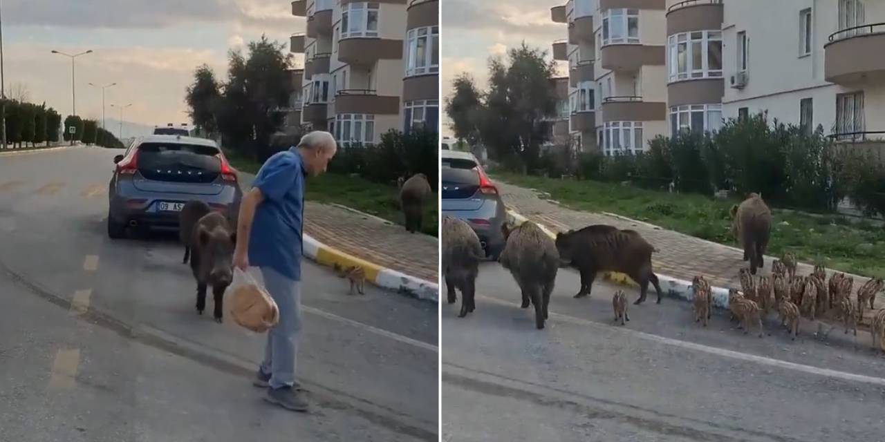 Aç kalan domuzlar vatandaşın pidesine göz dikti