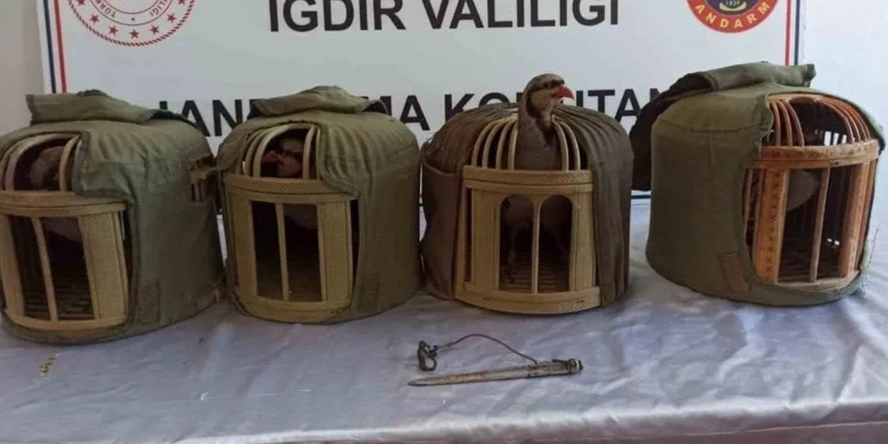 Kınalı kekliklere kıyanlara yüzbinlerce lira ceza