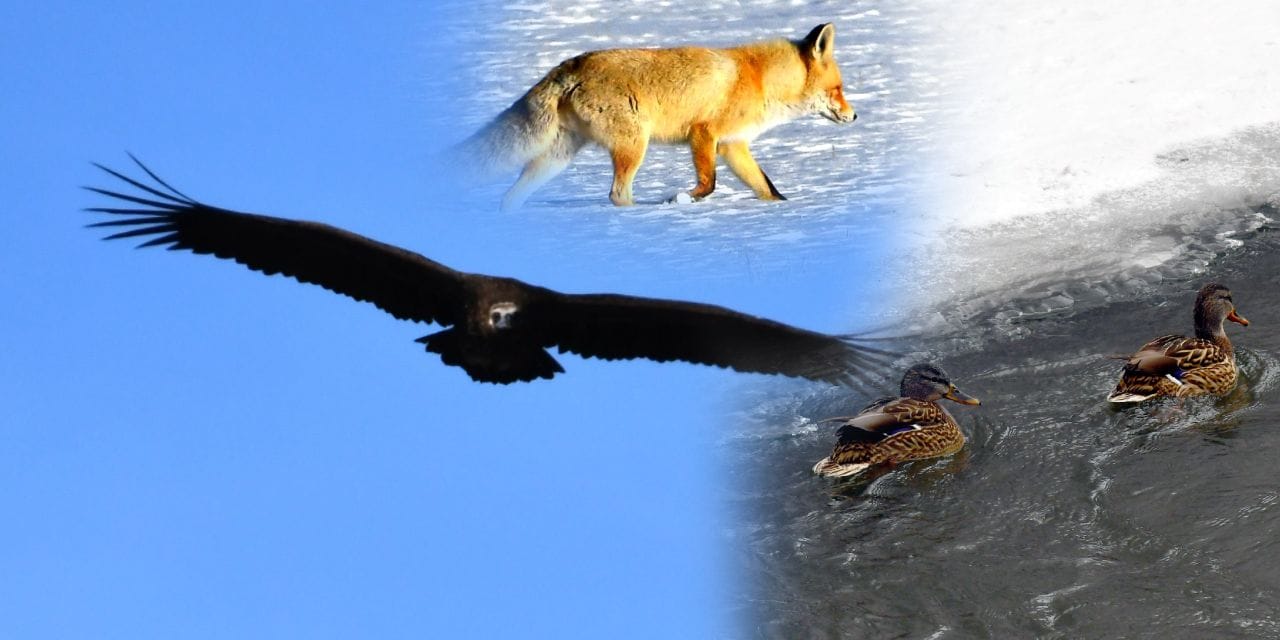 Kars’ta baharın habercileri: Kara akbaba ve ördekler döndü!