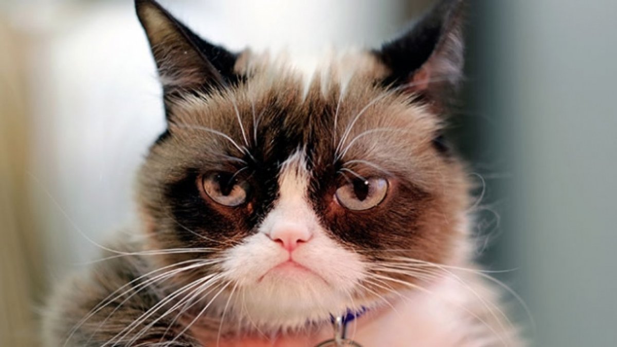 İnternet fenomeni somurtkan kedi hayatını kaybetti
