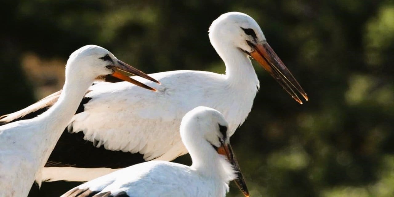 Burdur Yarıköy’de leylek mevsimi başladı