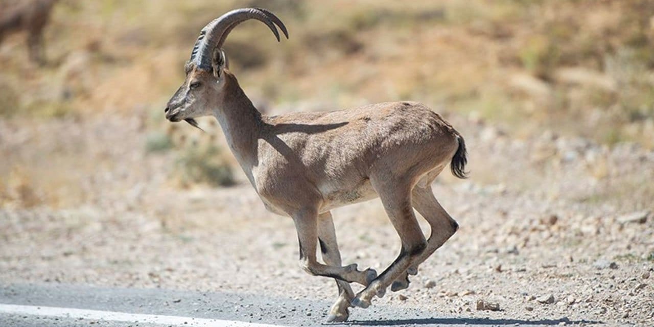 Tunceli dağlarındaki yaban keçileri fotoğrafçıların ilgisini çekiyor