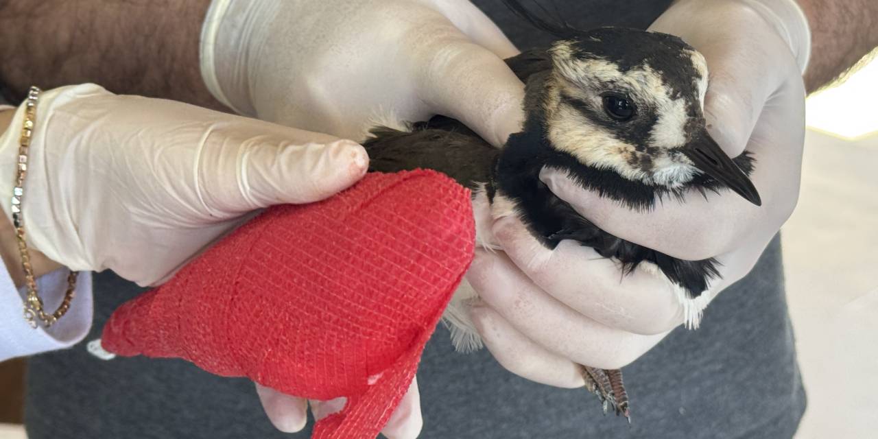 Kızılırmak Deltası'nda bir ilk: Kanadı kırık kız kuşu tedavi altına alındı