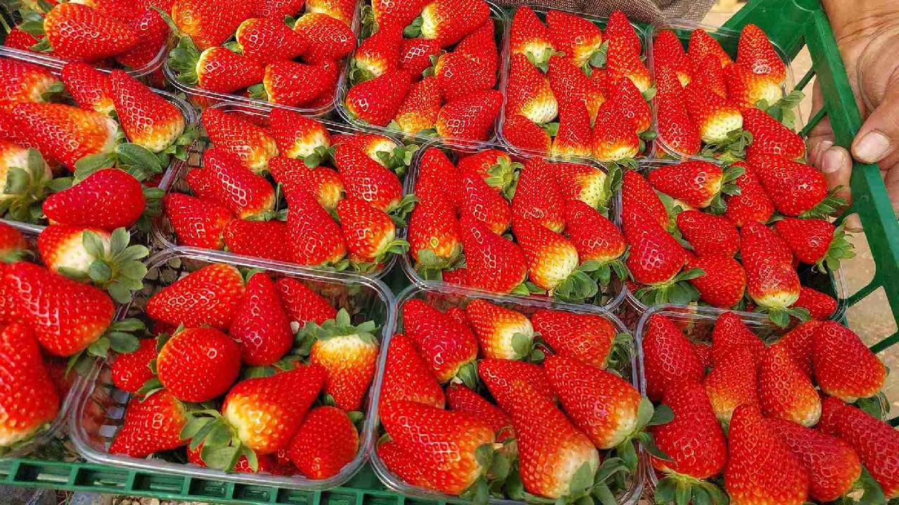 Mersin'den Rusya'ya kasa kasa gönderiliyor!