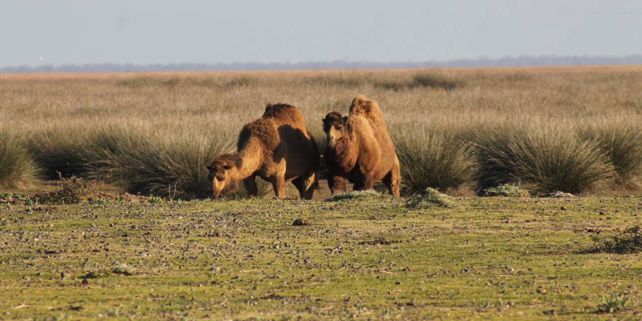Samsun'da develer görüldü: Turist sayısında artış yaşandı